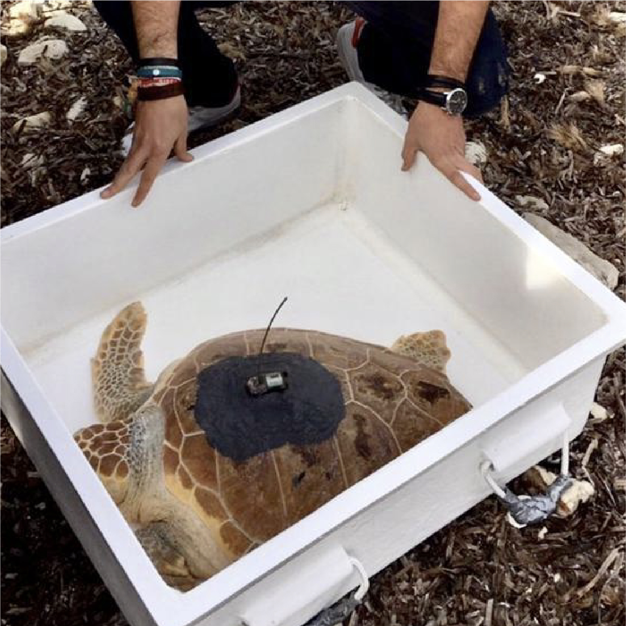 Rehabilitated Turtle release with EkoSkola (3)